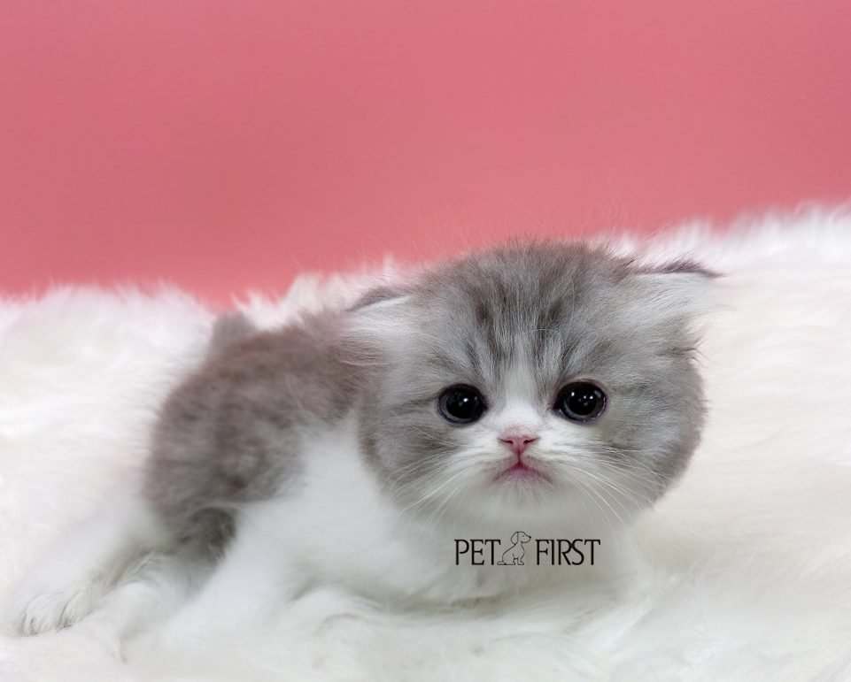 폴드 (분양완료)