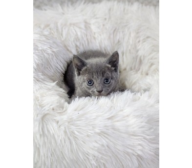 러시안블루(분양완료)